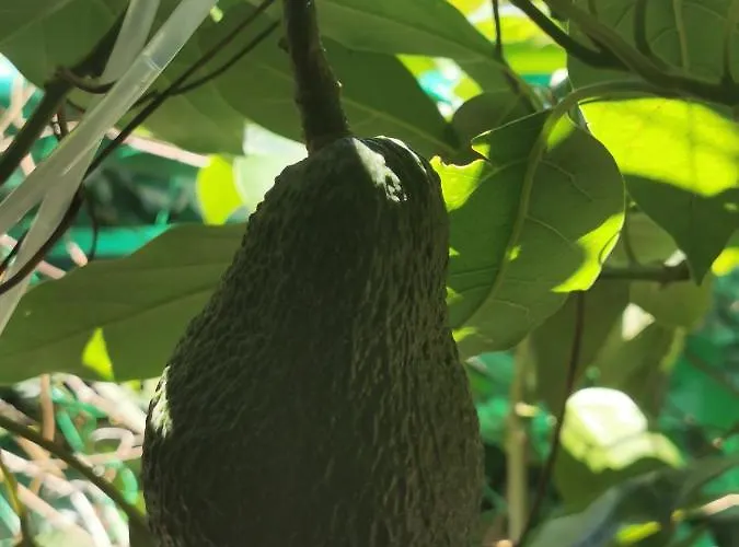 Pensionat Romantic Casa Lorenzina